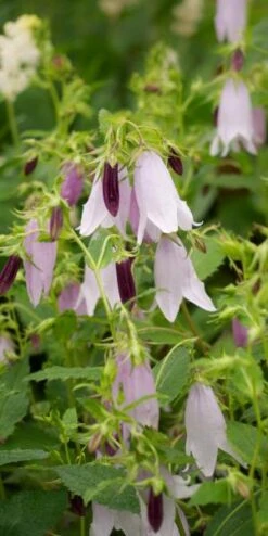 CAMPANULA Iridescent Bells ('Iribella' PBR)