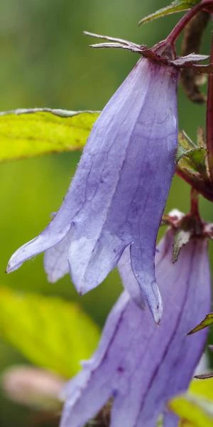 CAMPANULA 'Paul Furse' 3 CAMPANULA 'Paul Furse'