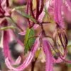 CAMPANULA 'Pink Octopus' PBR -Garden Plants campanula pink octopus 310372 2