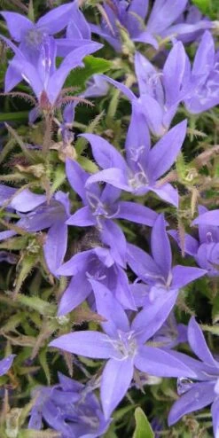 CAMPANULA Poscharskyana