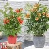 Campsis Duo -Garden Plants campsis duo