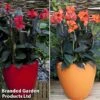 Canna Cannova Duo -Garden Plants canna duo