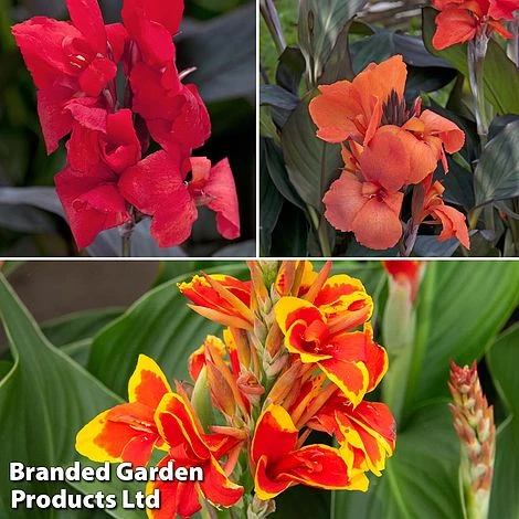 Canna X Generalis 'Cannova Collection' 3 Canna X Generalis 'Cannova Collection'