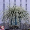 Carex Oshimensis 'Everest' -Garden Plants care eve10