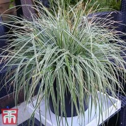 Carex Oshimensis 'Everest' -Garden Plants care eve11