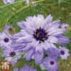 Catananche Caerulea 1 Catananche Caerulea -Garden Plants cata blue