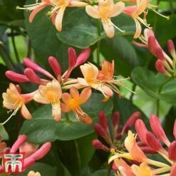 Honeysuckle 'Celestial' -Garden Plants cele2
