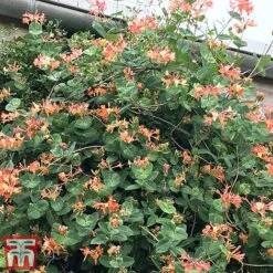 Honeysuckle 'Celestial' -Garden Plants cele3