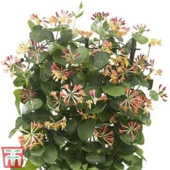 Honeysuckle 'Celestial' -Garden Plants cele5