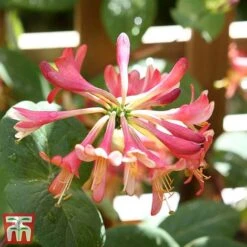 Honeysuckle 'Celestial' -Garden Plants cele7