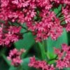 CENTRANTHUS Ruber Var. Coccineus -Garden Plants centranthus ruber var 2