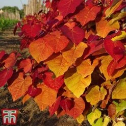 Cercis 'Eternal Flame' -Garden Plants cersi