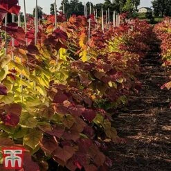 Cercis 'Eternal Flame' -Garden Plants cersi2