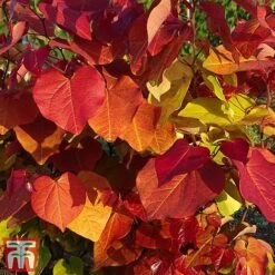 Cercis 'Eternal Flame' -Garden Plants cersi3