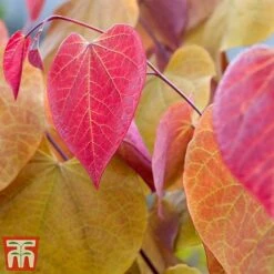 Cercis 'Eternal Flame' -Garden Plants cersi4