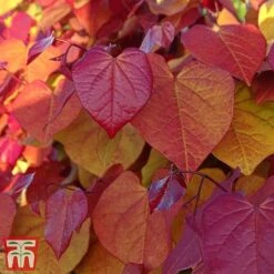 Cercis 'Eternal Flame' -Garden Plants cersi5
