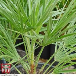 Chamaerops Humilis -Garden Plants chaM T47762 C1