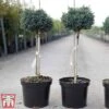 Chamaecyparis Pisifera 'Blue Moon' -Garden Plants cham blue