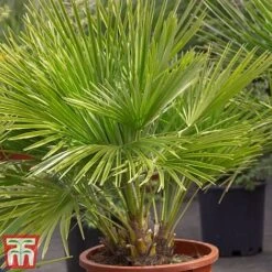 Chamaerops Humilis 'Vulcano'
