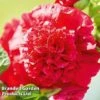 Hollyhock 'Chater's Scarlet' -Garden Plants chater red1