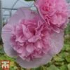Hollyhock 'Chater's Salmon Pink' 1 Hollyhock 'Chater's Salmon Pink' -Garden Plants chater2