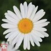 Chrysanthemum 'Silver Princess' -Garden Plants chry s