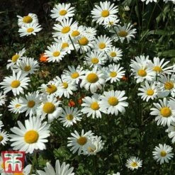 Chrysanthemum 'Silver Princess' -Garden Plants chry sil