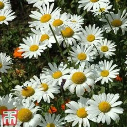 Chrysanthemum 'Silver Princess' -Garden Plants chry silv