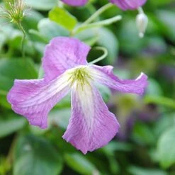 Clematis Viticella -Garden Plants clem NOW1