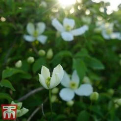 Clematis Montana 'Grandiflora' 12 Clematis Montana 'Grandiflora' -Garden Plants clem mont