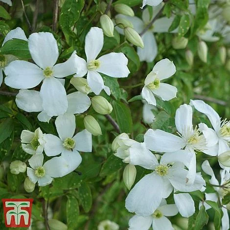 Clematis Montana 'Grandiflora' 4 Clematis Montana 'Grandiflora' - Image 2