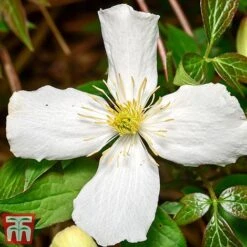 Clematis Montana 'Grandiflora' 13 Clematis Montana 'Grandiflora' -Garden Plants clem mont4