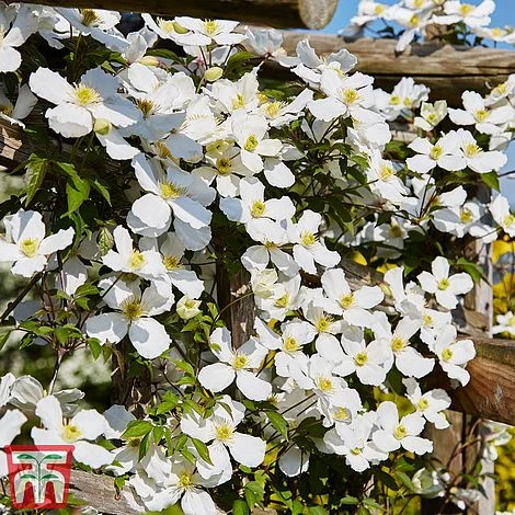 Clematis Montana 'Grandiflora' 7 Clematis Montana 'Grandiflora' - Image 5