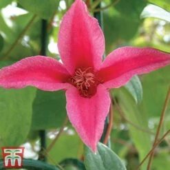 Clematis 'Princess Diana' -Garden Plants clem princ