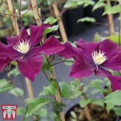 Clematis 'Warszawska Nike' -Garden Plants clem wars3