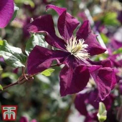 Clematis 'Warszawska Nike' -Garden Plants clem wars4