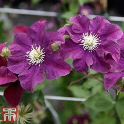 Clematis 'Warszawska Nike' -Garden Plants clem wars6