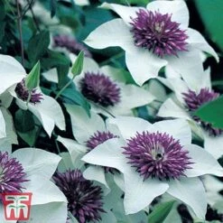 Clematis Florida 'Sieboldii' -Garden Plants clem1