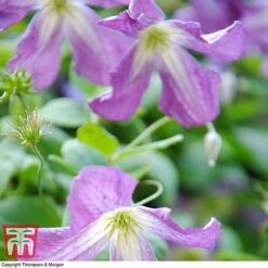 Clematis Viticella -Garden Plants clem6