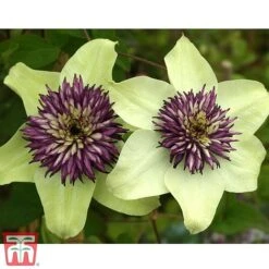 Clematis Florida 'Sieboldii' -Garden Plants clemat
