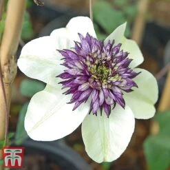 Clematis Florida 'Sieboldii' -Garden Plants clems