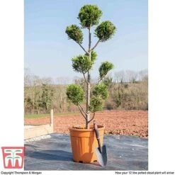 Leyland Cypress 'Castlewellan' Topiary -Garden Plants cloud