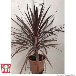 Cordyline 'Red Star' -Garden Plants cord reds