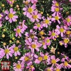 Coreopsis Rosea 'American Dream' -Garden Plants coreopsis american dream3