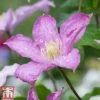 Clematis 'Comtesse De Bouchaud' -Garden Plants count