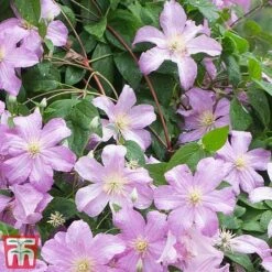 Clematis 'Comtesse De Bouchaud' -Garden Plants countes