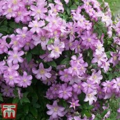 Clematis 'Comtesse De Bouchaud' -Garden Plants countessa