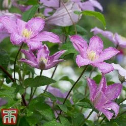 Clematis 'Comtesse De Bouchaud' -Garden Plants coutne