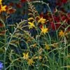 Crocosmia 'George Davison' -Garden Plants crocosmia george davison
