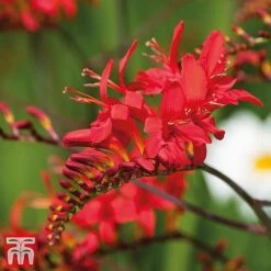Everlasting Perennial Collection -Garden Plants crocosmia2
